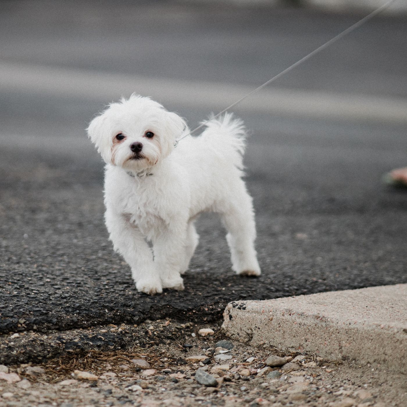 A small white Maltese puppy walking on a leash outdoors