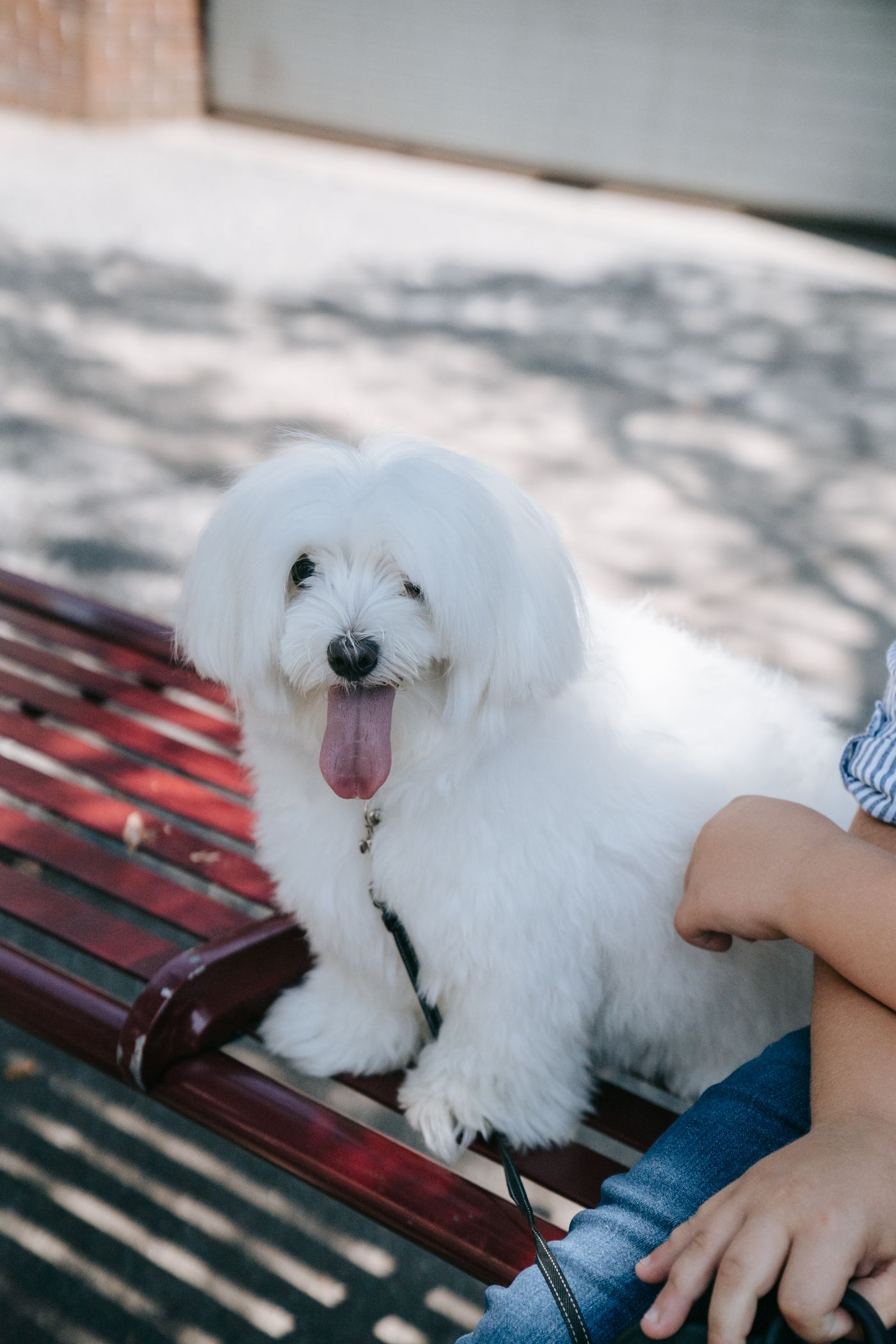 Luna, a white Maltese puppy with a fluffy coat and tongue out, sitting on a park bench